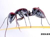 蚂蚁私服最强攻略：从入门到精通指